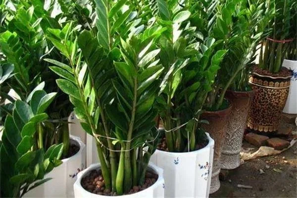 摇钱树苗种植全攻略：选种、栽植、养护技巧详解